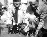 puppies.jpg (35 K)