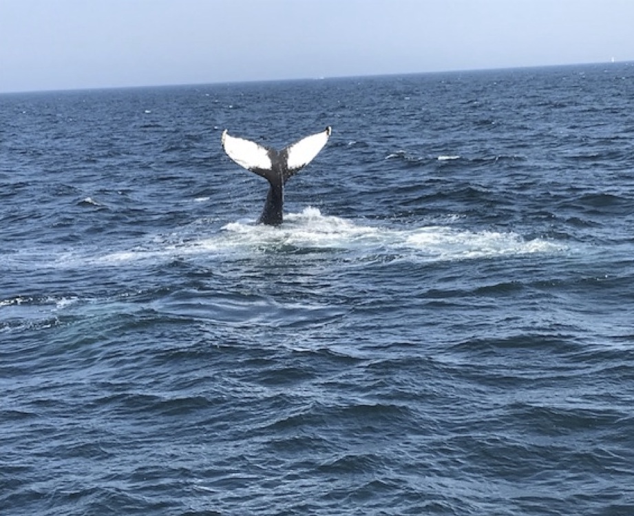 whale